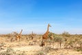 Flock of giraffes on a dry savannah
