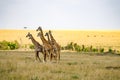 Flock of giraffes right facing a group of lions in the savannah