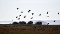 Flock of Glossy ibis birds in the Kavak Delta, Gelibolu, TÃ¼rkiye Royalty Free Stock Photo