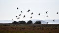 Flock of Glossy ibis birds in the Kavak Delta, Gelibolu, TÃ¼rkiye