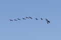 flock of glossy ibis during migration Royalty Free Stock Photo