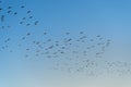 Flock of glossy ibis (plegadis falcinellus) flying over blue sky Royalty Free Stock Photo