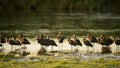 Flock of glossy ibis plegadis falcinellus in water