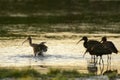 Flock of glossy ibis plegadis falcinellus in water