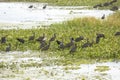 Flock of glossy ibises feeding at Orlando Wetlands Park, Florida Royalty Free Stock Photo