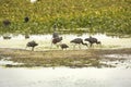 Flock of glossy ibises feeding at Orlando Wetlands Park, Florida Royalty Free Stock Photo