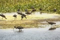 Flock of glossy ibises feeding in a swamp in Florida. Royalty Free Stock Photo