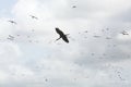 Flock of glossy ibises flying over a swamp in Florida.