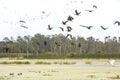 Flock of glossy ibises flying over a swamp in Florida.