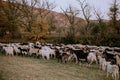 A flock of goat graze on a green field, the place a beautiful one Royalty Free Stock Photo