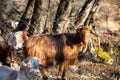 Flock of goat at the graze. Ruminant mammal animal with backward curving horn and beard