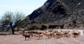 Flock of goats in the Calchaquies Valleys, Salta Royalty Free Stock Photo