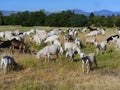 Flock of goats grazing in a city park.