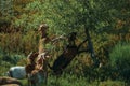 Flock of goats grazing on green leafy tree