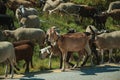 Flock of goats grazing on sward next to road