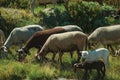 Flock of goats grazing on sward next to road Royalty Free Stock Photo