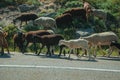 Flock of goats grazing on sward next to road Royalty Free Stock Photo