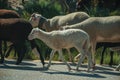 Flock of goats grazing on sward next to road Royalty Free Stock Photo