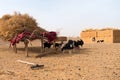 Goats Resting under a Shelter in the Desert