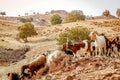 Flock of goats in a rural landscape. Cyprus Royalty Free Stock Photo