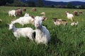 A flock of goats and sheep Royalty Free Stock Photo