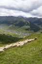 Flock of goats and sheep in Alps mountains Livigno, Italy Royalty Free Stock Photo