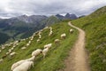 Flock of goats and sheep in Alps mountains Livigno, Italy Royalty Free Stock Photo