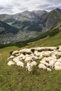 Flock of goats and sheep in Alps mountains Livigno, Italy Royalty Free Stock Photo