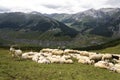 Flock of goats and sheep in Alps mountains Livigno, Italy Royalty Free Stock Photo