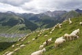 Flock of goats and sheep in Alps mountains Livigno, Italy