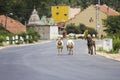 A flock of goats and sheep trying to cross busy road Royalty Free Stock Photo