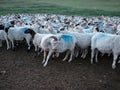 Flock of goats are walking on grassland