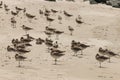 Flock of godwits Royalty Free Stock Photo