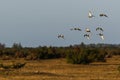 Flock with Golden Plovers in flight by fall migration