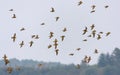 Flock of Golden plovers in flight over lands and fields during autumn migration