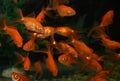 Goldfish carassius auratus in a freshwater aquarium