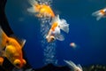 A flock of goldfish swim in the aquarium