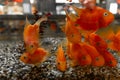 a flock of goldfish watching us from the aquarium