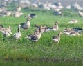A flock of goose Royalty Free Stock Photo