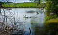 Flock of gooses swimming in pond at field