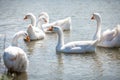 Flock of gooses on water