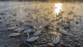 A flock of graceful white swans Royalty Free Stock Photo