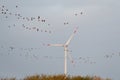 A flock of gray geese and a windmill