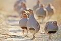 A flock of gray partridges in the backlight. Royalty Free Stock Photo