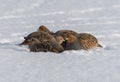 A flock of gray partridges huddled together are buried in the snow to keep warm in a severe frost