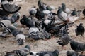 Flock of gray pigeons fight for food on dirty snow in winter day, birds peck at piece of bread and food crumbs in city center of Royalty Free Stock Photo