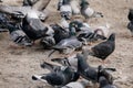 Flock of gray pigeons fight for food on dirty snow in winter day, birds peck at piece of bread and food crumbs in city center of Royalty Free Stock Photo