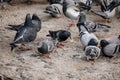 Flock of gray pigeons fight for food on dirty snow in winter day, birds peck at piece of bread and food crumbs in city center of Royalty Free Stock Photo