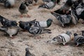 Flock of gray pigeons fight for food on dirty snow in winter day, birds peck at piece of bread and food crumbs in city center of Royalty Free Stock Photo