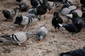 Flock of gray pigeons fight for food on dirty snow in winter day, birds peck at piece of bread and food crumbs in city center of Royalty Free Stock Photo